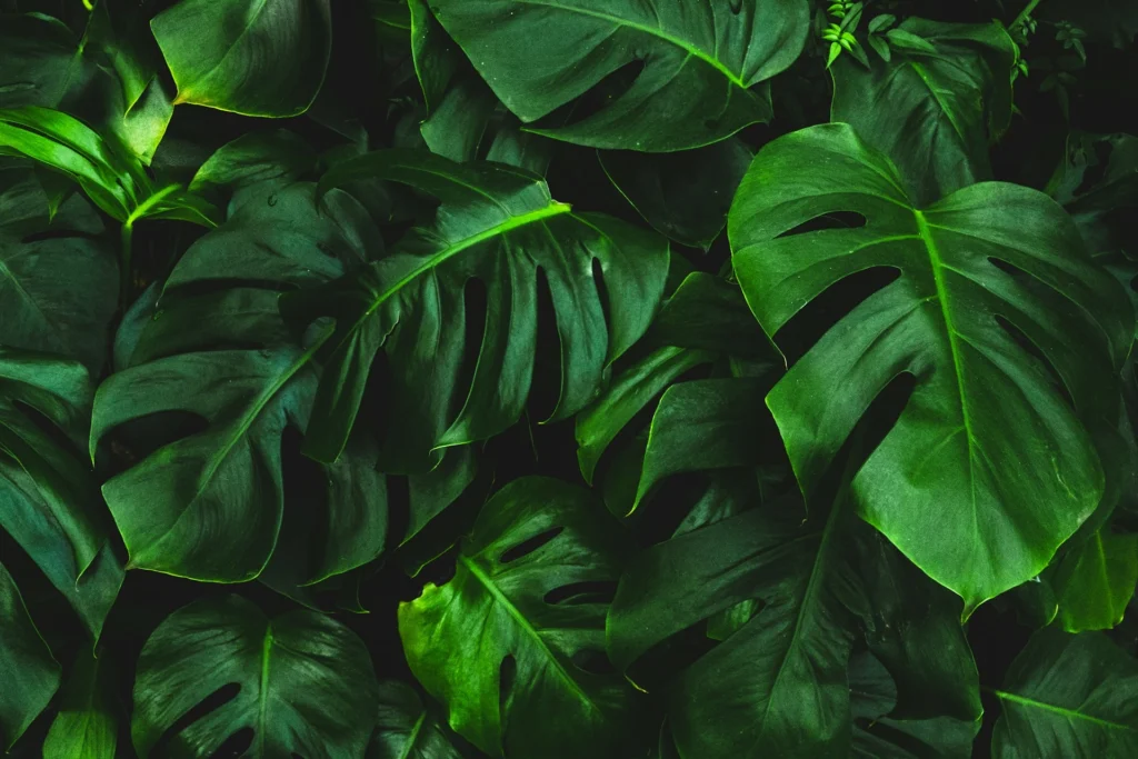 Verde na natureza